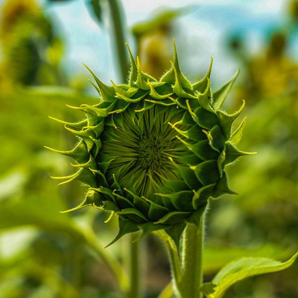 50 Seeds Green hybrid sunflower seeds-Plantjoyfarm