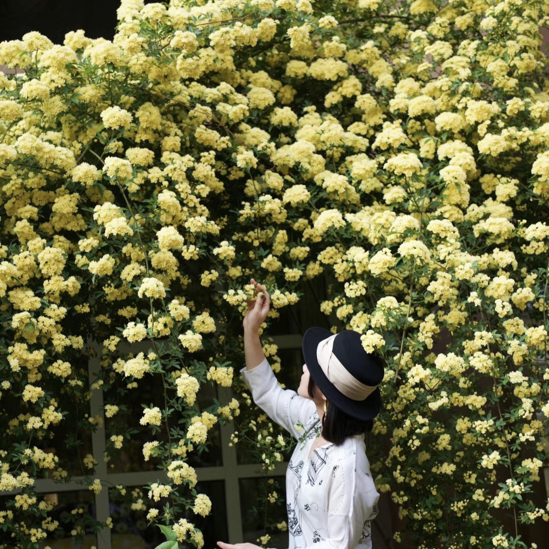 Yellow Banks Rose Seeds-Symbolizes Elegance and Happiness-Plantjoyfarm
