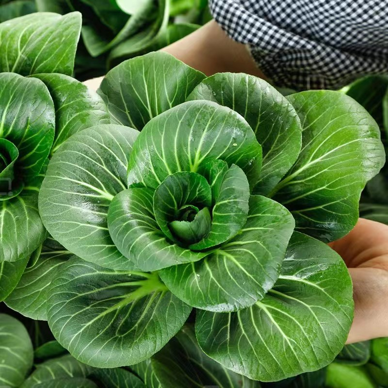 Black-leaf Bok Choy Seeds-Plantjoyfarm