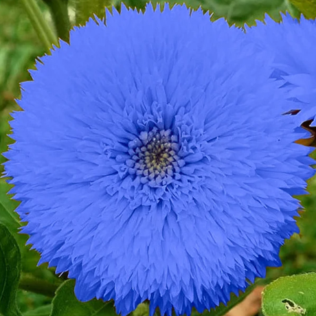 Blue Teddy Bear Sunflower Seeds-Plantjoyfarm