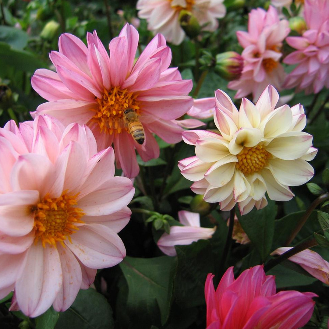 Mixed Dahlia Seeds-Plantjoyfarm
