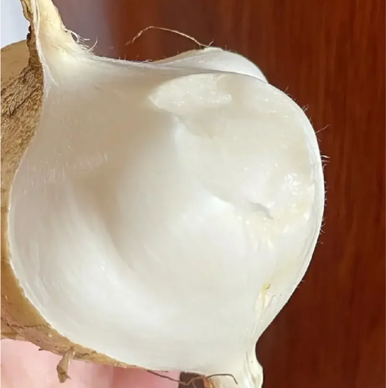 Jicama Pachyrhizus Erosus Seeds-Plantjoyfarm