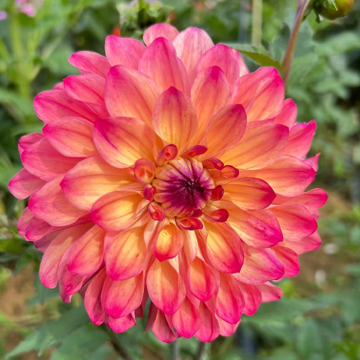 Mixture Dahlia Seeds-Plantjoyfarm