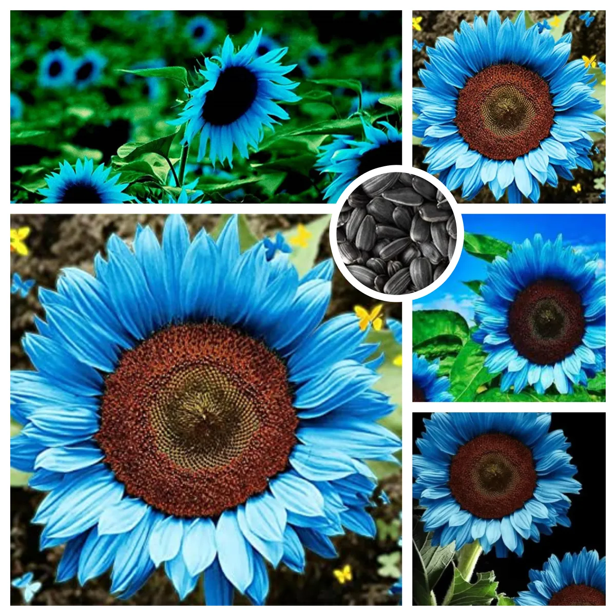Bright Blue Sunflower Seeds-Plantjoyfarm