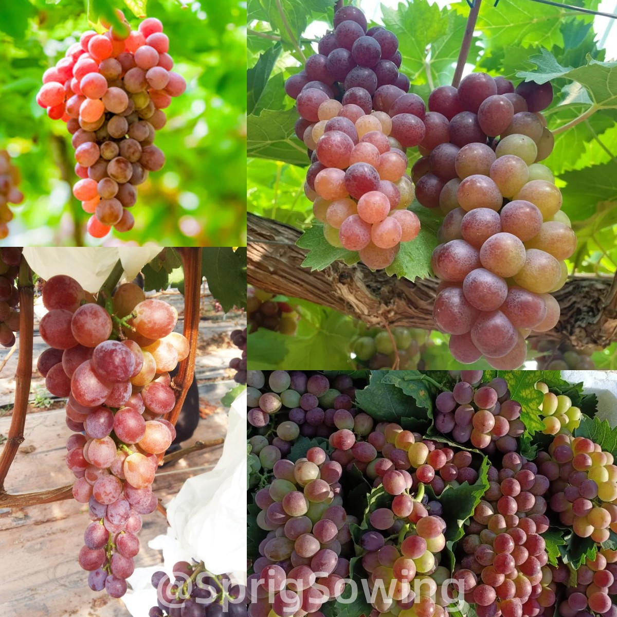 Midknight Beauty Grapes Seeds - Giant Rose (Rose scented)-Plantjoyfarm