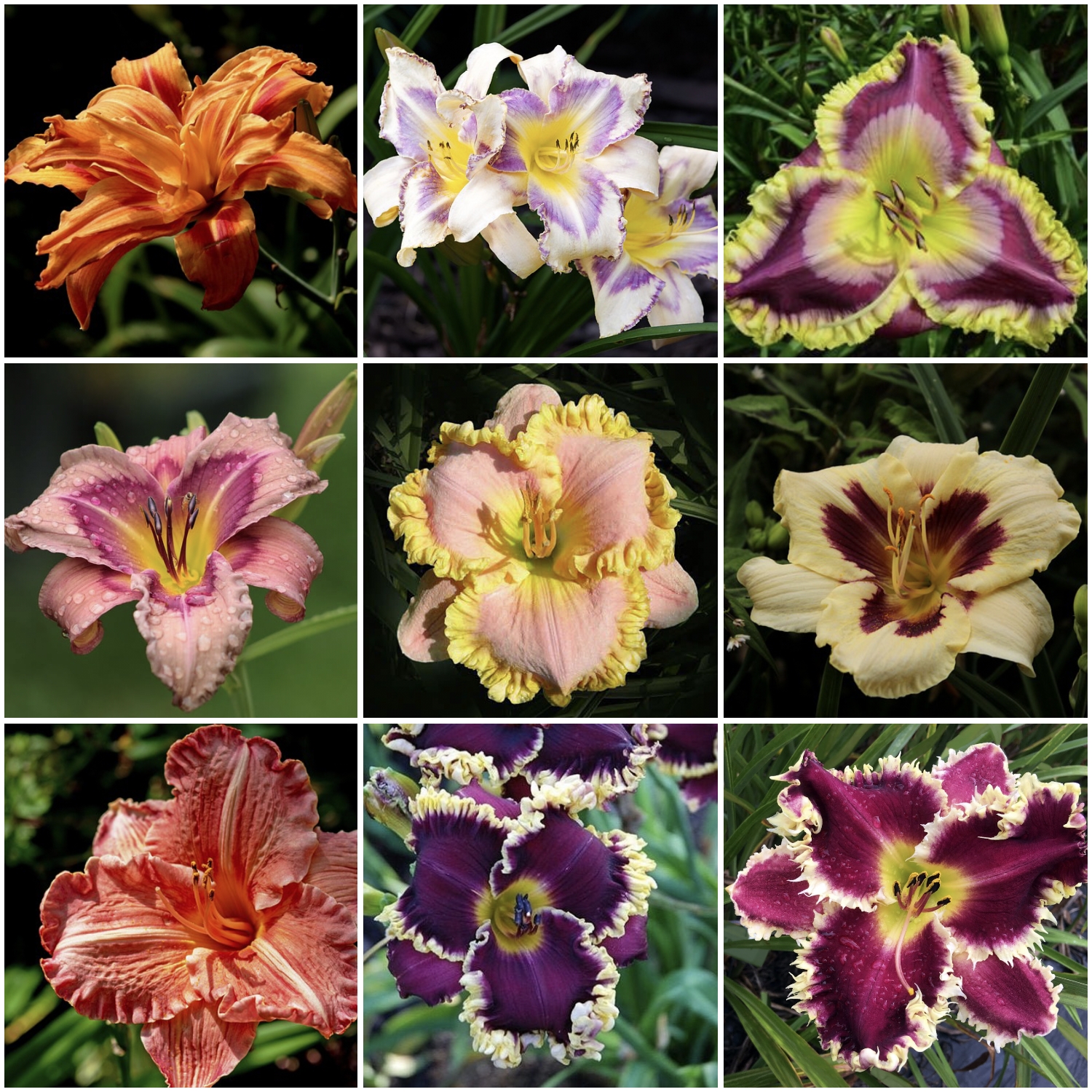 Daylily Hybrid Flowers Seeds, Hemerocallis Hybrid, 20pcs/pack-Plantjoyfarm