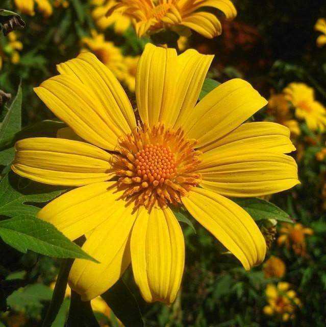 Mexican Sunflower Seeds - Yellow (Tithonia Speciosa Yellow Torch)  Seeds.-Plantjoyfarm