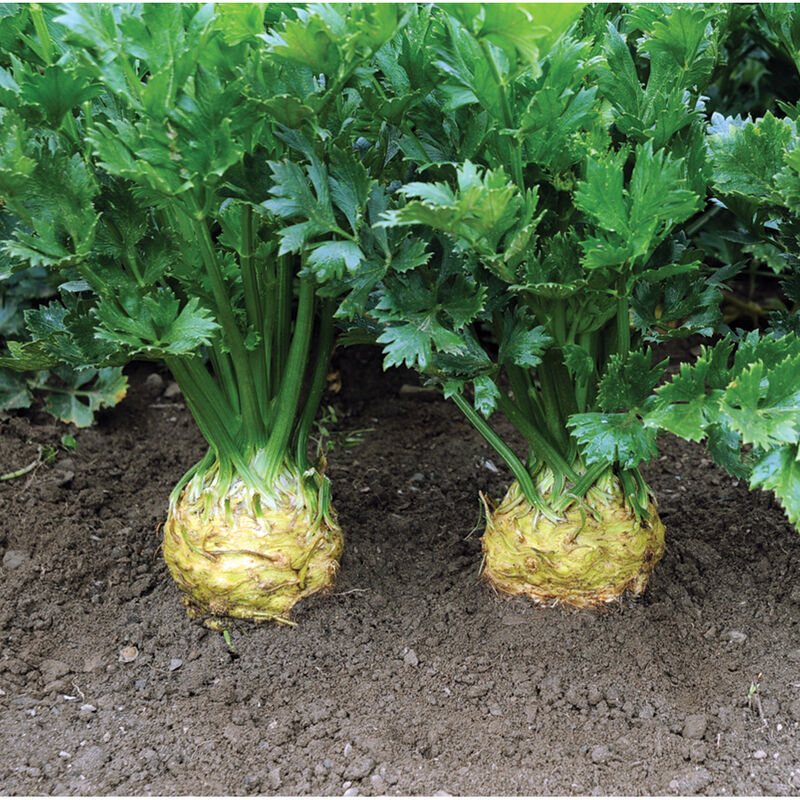 Celeriac Seeds Celery Root Seeds-Plantjoyfarm