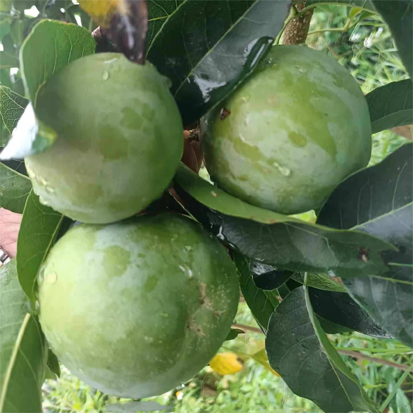 Hardy varieties of White Sapote Seeds-Plantjoyfarm