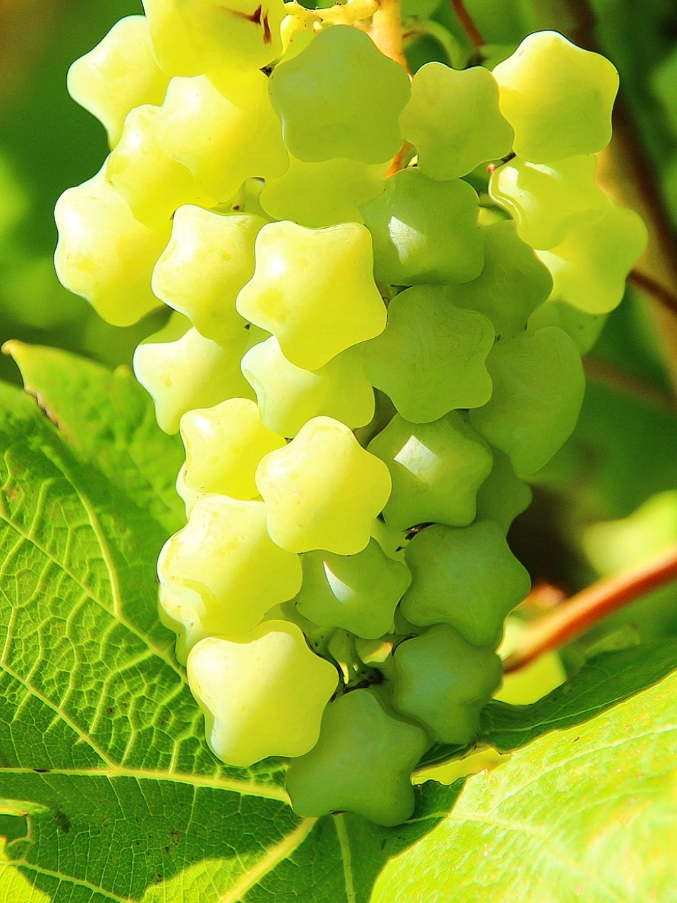 🎆Hot Sale🥂Rare And Beautiful Breed🌟Star Grape Seeds🍇-Plantjoyfarm