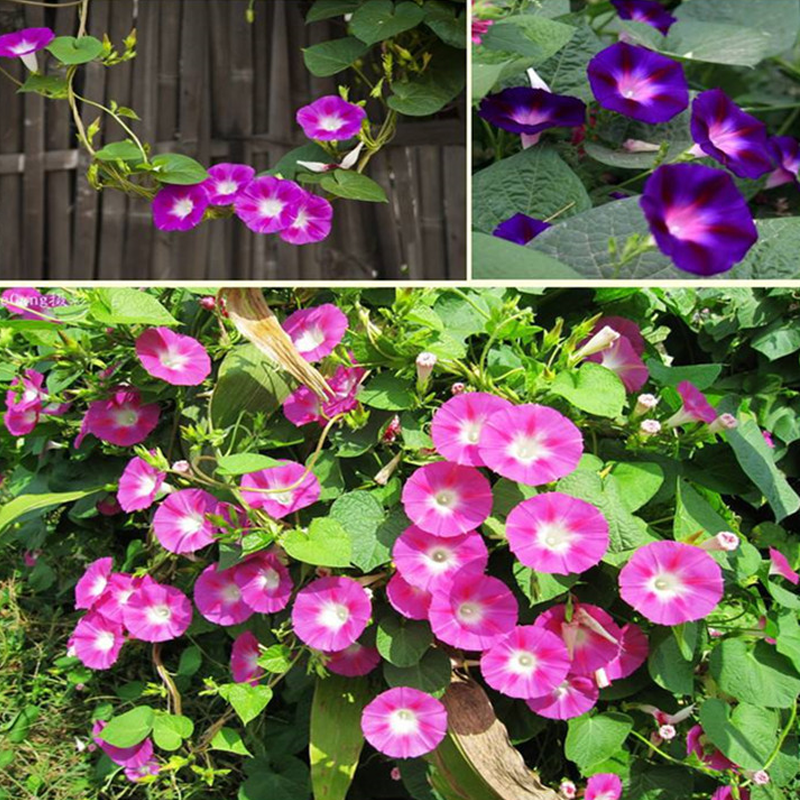 Mixed Petunias Seeds-Plantjoyfarm