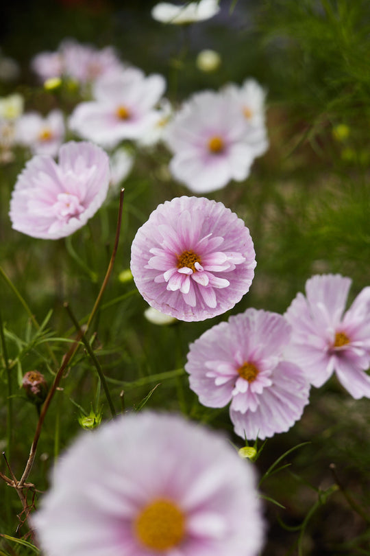 COSMOS CUPCAKE BLUSH FLOWER SEEDS