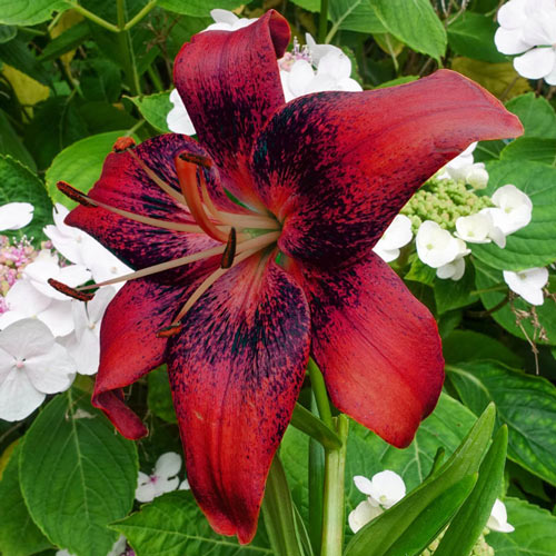 Strawberry Event Lily-Plantjoyfarm