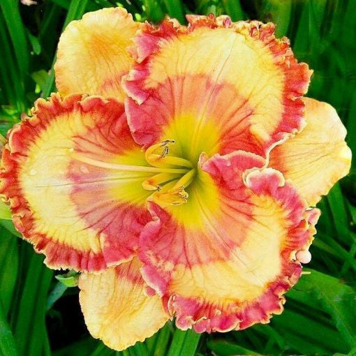 Daylily Hybrid Flowers Seeds, Hemerocallis Hybrid, 20pcs/pack-Plantjoyfarm