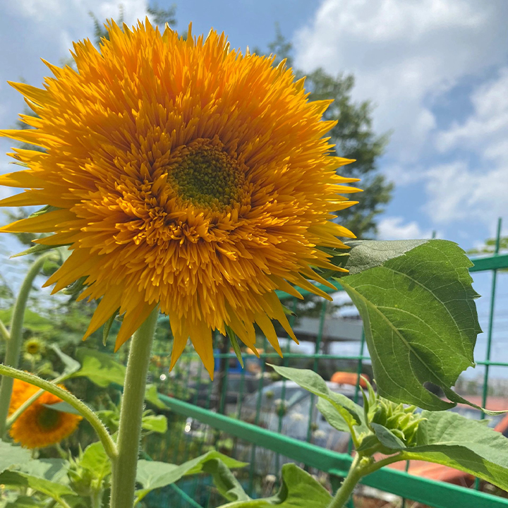 Sunflower Seeds, Teddy Bear-Plantjoyfarm