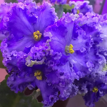 Violet - Saintpaulija Reigning Beauty-Plantjoyfarm