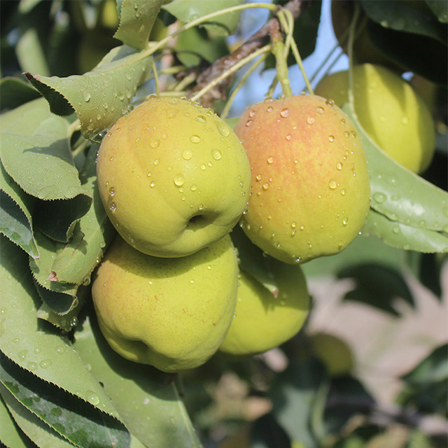 Korla Fragrant Pear Seeds-Plantjoyfarm