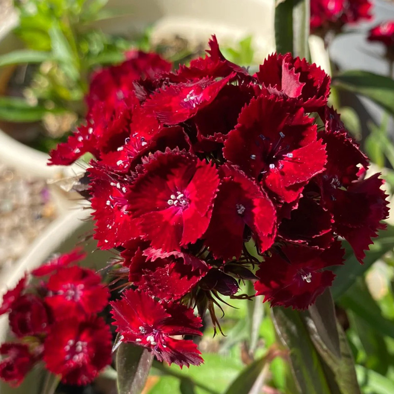 🌸Dianthus - A Burst of Color for Your Flower Bed!