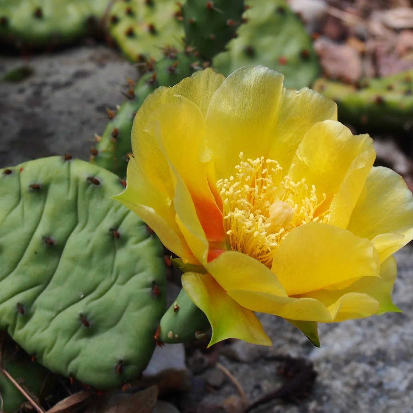 Edible Nopales Prickly Pear Cactus Seeds-Plantjoyfarm