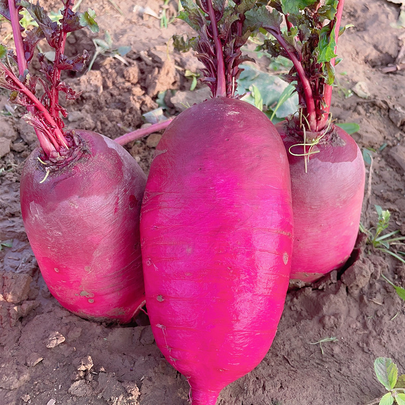 Pineapple Fruit Radish Seeds🥕-Plantjoyfarm