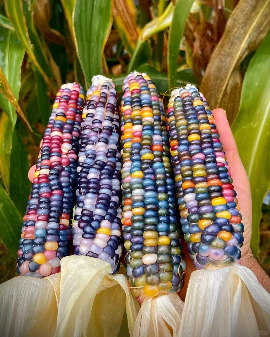 Decorative Corn Gem corn  Seeds-Plantjoyfarm