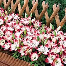 Carpet Border Lily-Plantjoyfarm