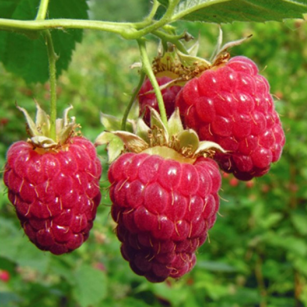 Everbearing Raspberry Organic Natural Seeds-Plantjoyfarm