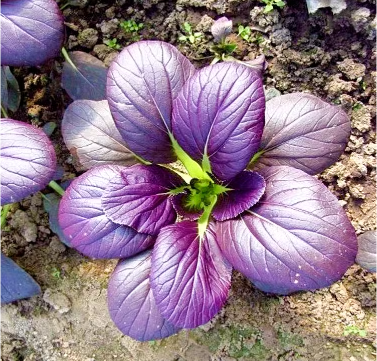 Purple Leaf Rape Seeds-Plantjoyfarm