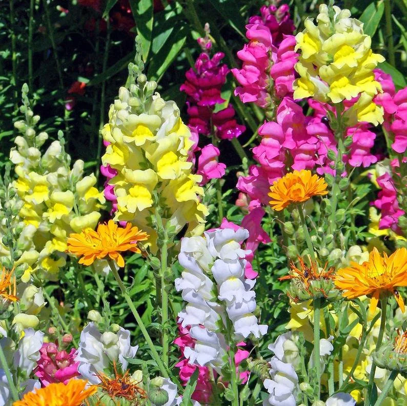💐Double-Petaled Snapdragon Seeds