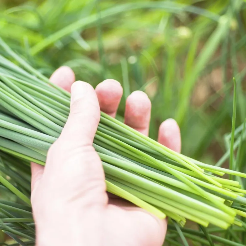 🌿Chives - Grow Fresh Herbs Year-Round in Your Garden! 