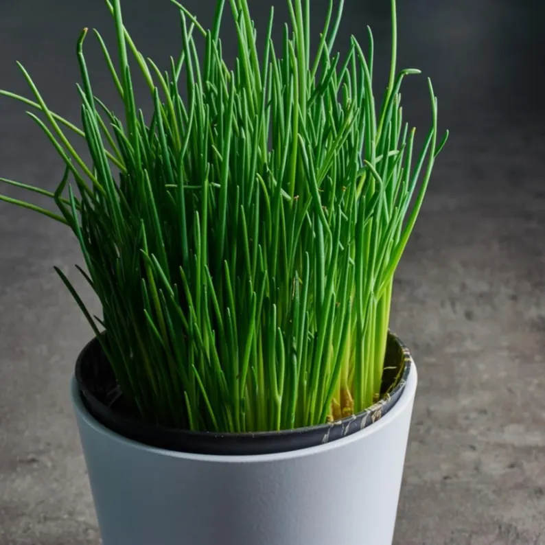 🌿Chives - Grow Fresh Herbs Year-Round in Your Garden! 