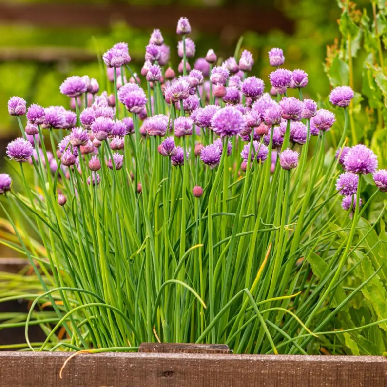 🌿Chives - Grow Fresh Herbs Year-Round in Your Garden! 
