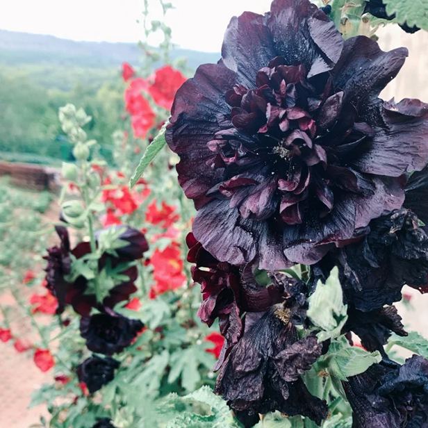 🌸Double Hollyhock Seeds