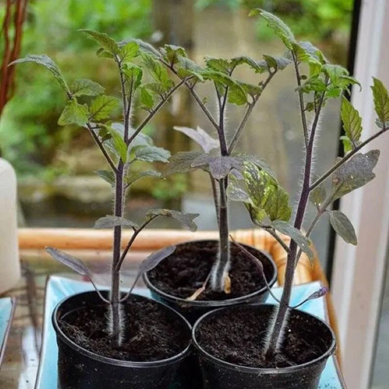 The Culinary Treasure—Organic Indigo Rose Tomatoes 🖤🍅: Flavorful & Nutrient-Rich