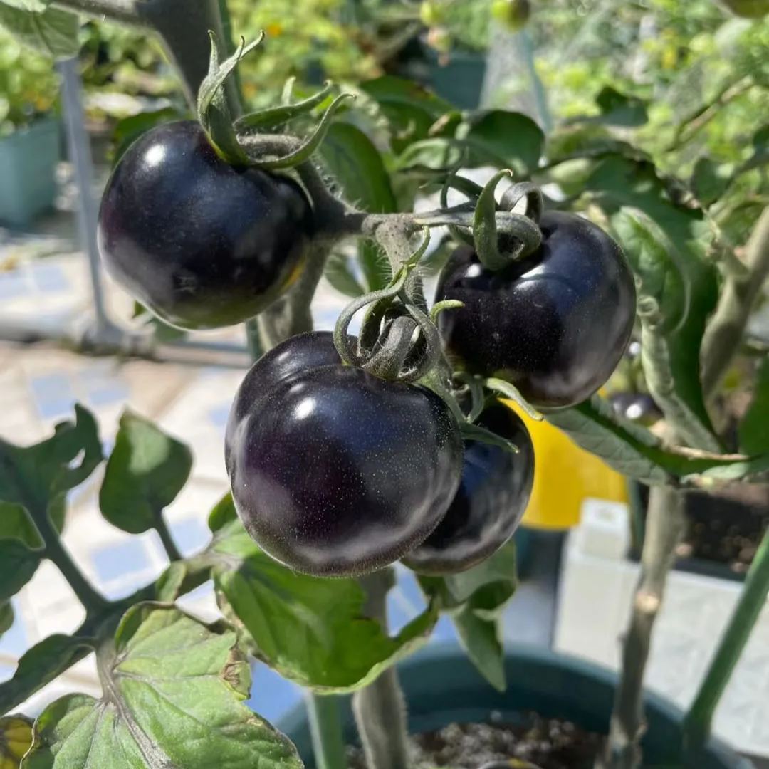 The Culinary Treasure—Organic Indigo Rose Tomatoes 🖤🍅: Flavorful & Nutrient-Rich