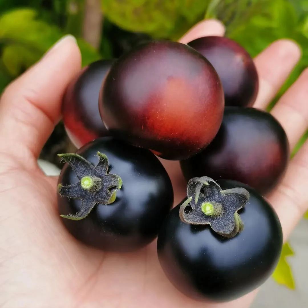 The Culinary Treasure—Organic Indigo Rose Tomatoes 🖤🍅: Flavorful & Nutrient-Rich