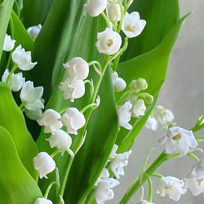💐Lily of the Valley—Happiness Arrives