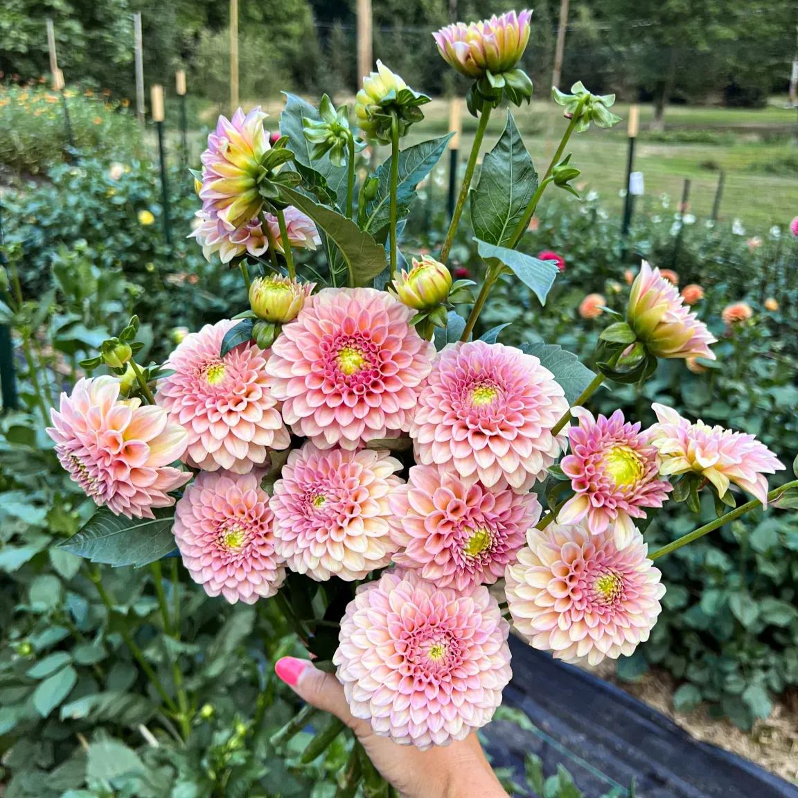 💐Double Dahlia Mixed Seeds—Thirty Mixed Breeds