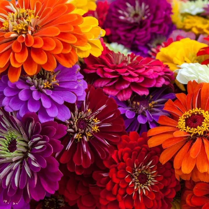 🌸Double Gerbera Flower Seeds
