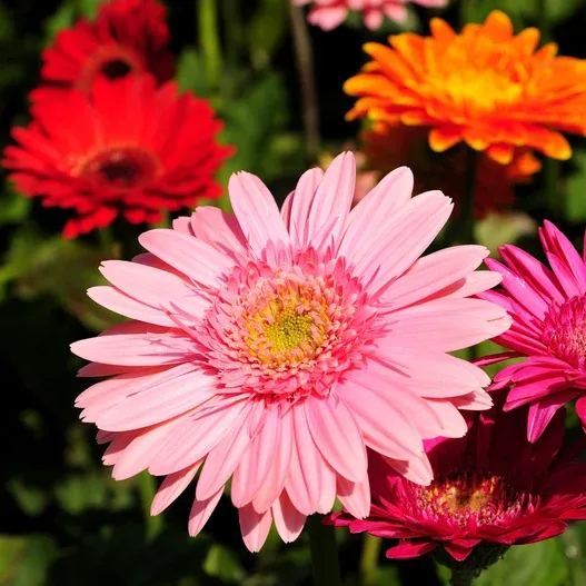 🌸Double Gerbera Flower Seeds