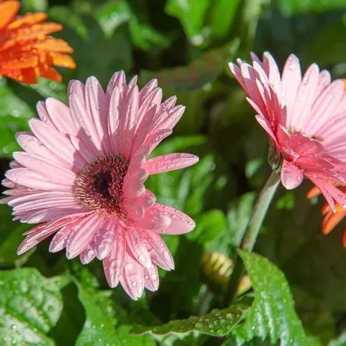 🌸Double Gerbera Flower Seeds
