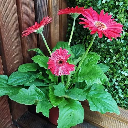 🌸Double Gerbera Flower Seeds