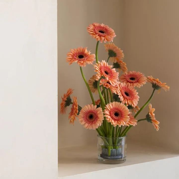 🌸Double Gerbera Flower Seeds