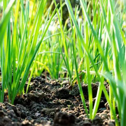 🌿Chives - Grow Fresh Herbs Year-Round in Your Garden! 