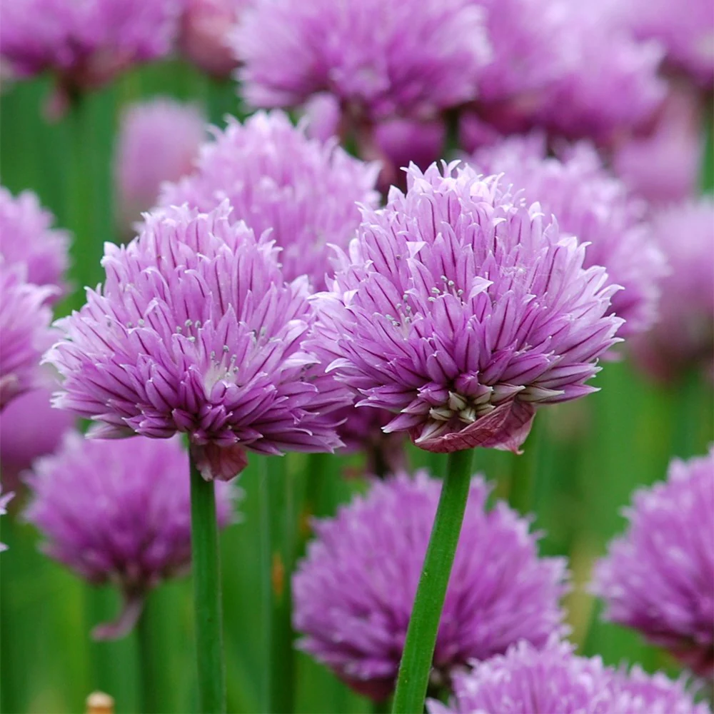 🌿Chives - Grow Fresh Herbs Year-Round in Your Garden! 