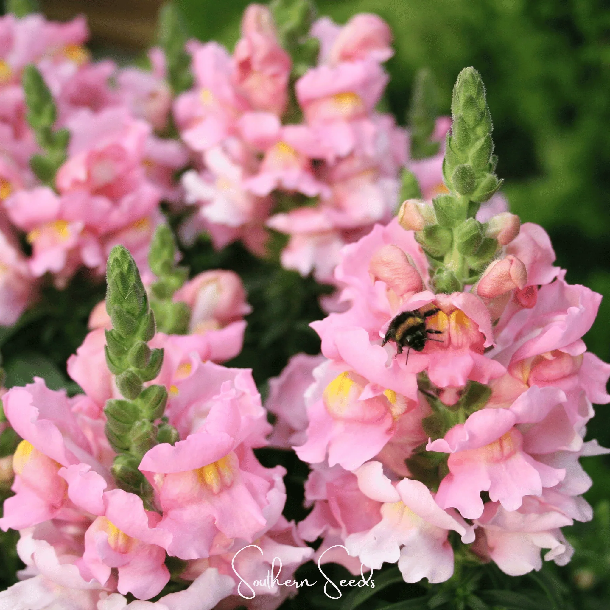 💐Double-Petaled Snapdragon Seeds
