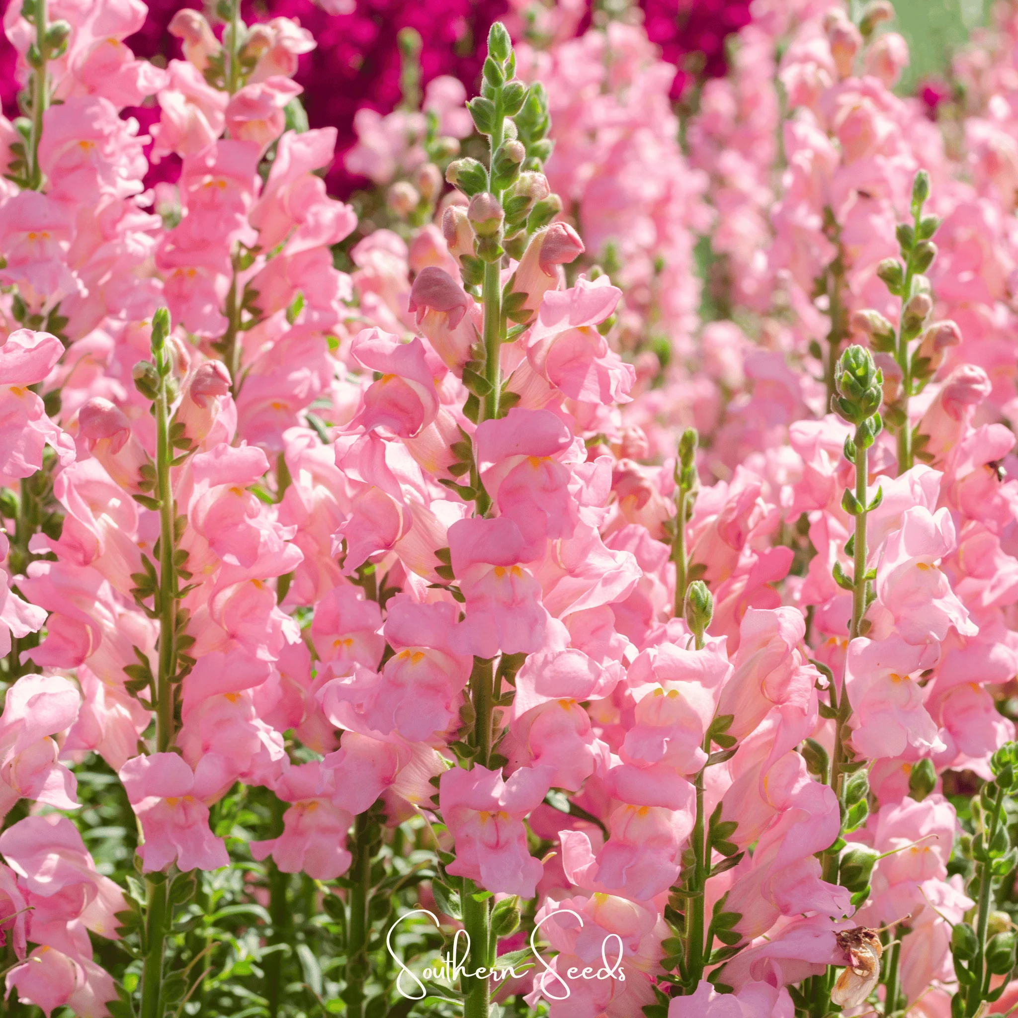 💐Double-Petaled Snapdragon Seeds