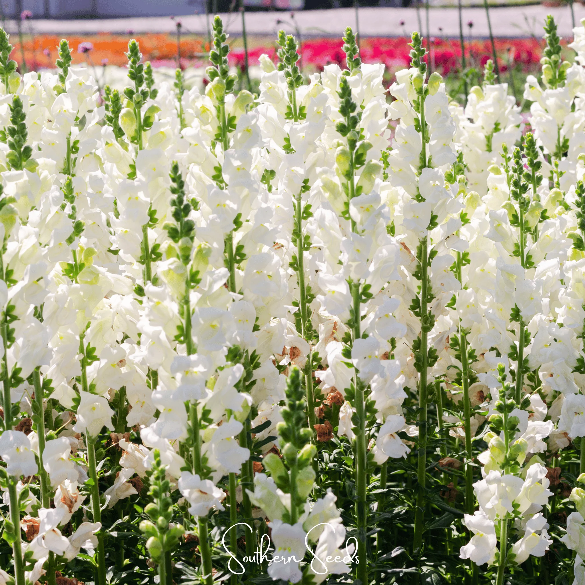 💐Double-Petaled Snapdragon Seeds