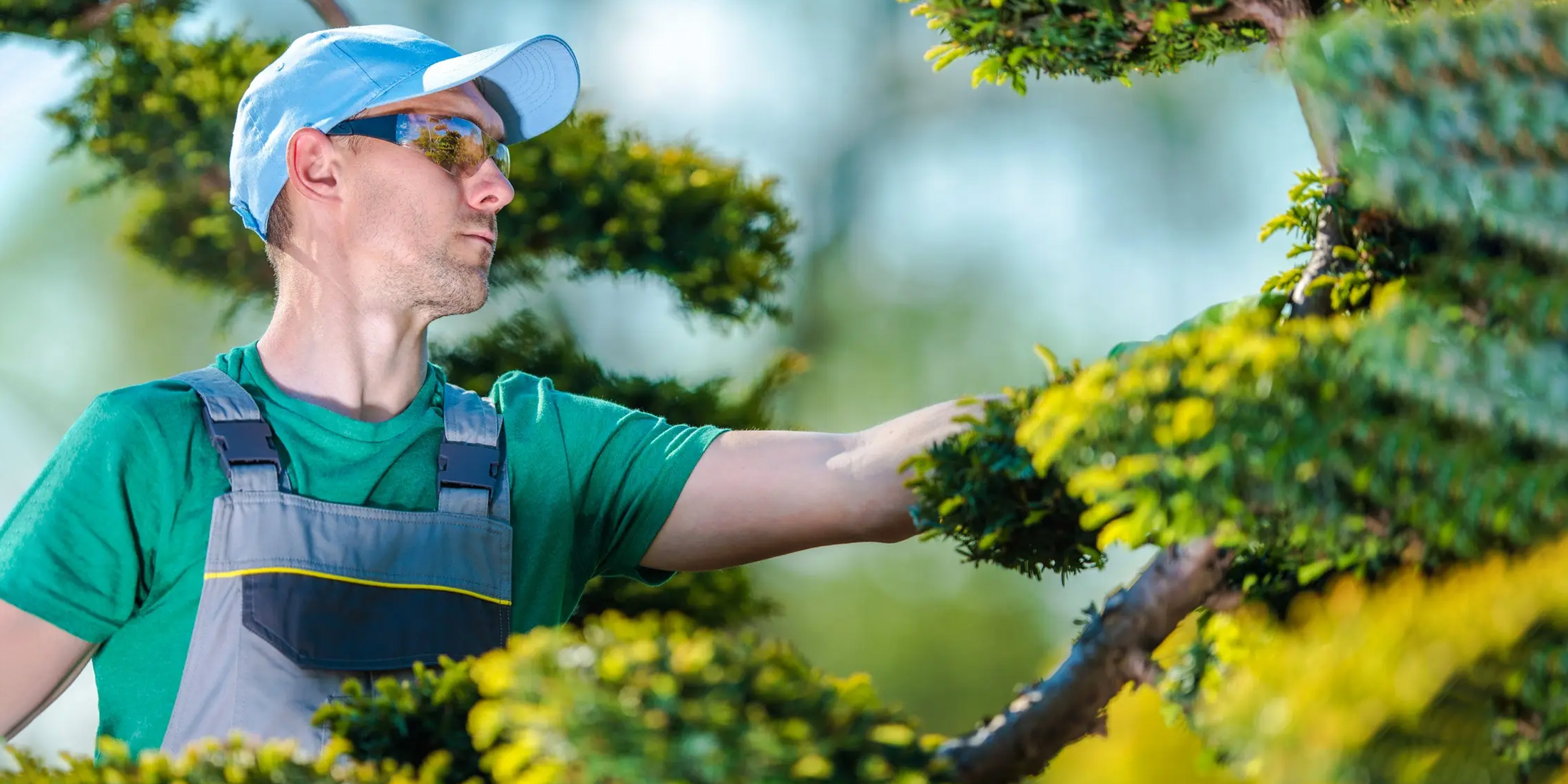 T TOVIA – Gardening Supplier – T TOVIA Offical Online Store T TOVIA – Gardening Supplier – T TOVIA Offical Online Store