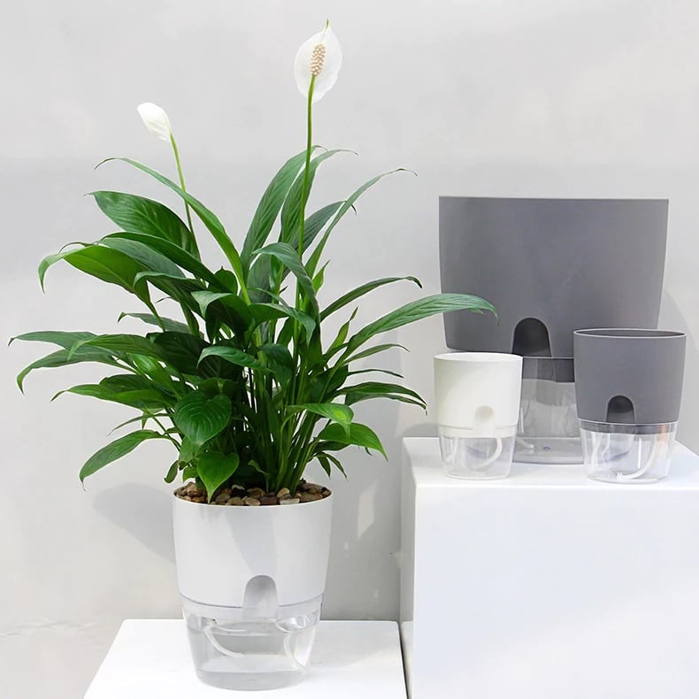 (🎁LAST DAY SALE - 50%OFF) Self Watering Plant Pot🔥🔥